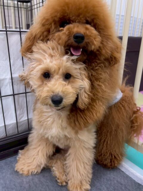 はなちゃん🐶
本日は朝から大人気でみんなに待って〜と追いかけられて忙しそうにしていました👍
みんなとその後も一生懸命走り回ったり、みんなでワンプロを仕掛けあったりして遊んでいました🤭

🐾🐶愛犬のお悩みご相談ください🐶🐾
@kenkohmura_official
 ↑フォロー待ってます↑

〒955-0091 新潟県三条市上須頃大割４２８−１
☎︎ 0256-35-2571
✉️ info@kenkohmura.jp
HP: https://kenkohmura.jp
LINE: https://lin.ee/7LIz5sb

#犬幸村#犬の幼稚園 #吠える、噛む #犬のしつけ #トイレ
トイプートイプー可愛いトイプー大好きトイプー倶楽部トイプー可愛いすぎる
