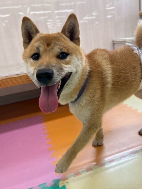 チャリーちゃん🐶
本日はコハクちゃんがお気に入りのようで激しいワンプロを仕掛けあったり、みんなで走り回ったりして激しい1日を過ごしていました😆
🐾🐶愛犬のお悩みご相談ください🐶🐾
@kenkohmura_official
↑フォロー待ってます↑
〒955-0091 新潟県三条市上須頃大割428−1
☎︎ 0256-35-2571
✉️ info@kenkohmura.jp
HP: https://kenkohmura.jp
LINE: https://lin.ee/7LIz5sb
#犬幸村#犬の幼稚園 #吠える、噛む #犬のしつけ #トイレ
柴犬柴犬可愛い柴犬大好き柴犬倶楽部柴犬可愛いすぎる