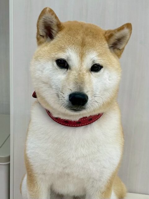 寅丸ちゃん🐶
つむぎちゃんと激しくおしゃべりしたり、ニコペットにいる子達と上手に挨拶していました👏
お散歩トレーニングは上手に歩いていました😆
🐾🐶愛犬のお悩みご相談ください🐶🐾
@kenkohmura_official
↑フォロー待ってます↑
〒955-0091 新潟県三条市上須頃大割428−1
☎︎ 0256-35-2571
✉️ info@kenkohmura.jp
HP: https://kenkohmura.jp
LINE: https://lin.ee/7LIz5sb
#犬幸村#犬の幼稚園 #吠える噛む #犬のしつけ #トイレ
豆柴 豆柴可愛い 豆柴大好き