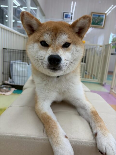 こまちゃん🐶
本日歯磨きトレーニングを開始して8ヶ月が経ちました🦷
歯磨きだいぶ上達してきましたね‼️このまま継続を意識して頑張っていきましょう✊
園内ではかなり動き回ったり、コハクちゃん、チャリーちゃん、すけちゃん、まるちゃん達と激しすぎるお話し合いや追いかけっこをしたりして楽しそうに過ごしていました👍
🐾🐶愛犬のお悩みご相談ください🐶🐾
@kenkohmura_official
↑フォロー待ってます↑
〒955-0091 新潟県三条市上須頃大割428−1
☎︎ 0256-35-2571
✉️ info@kenkohmura.jp
HP: https://kenkohmura.jp
LINE: https://lin.ee/7LIz5sb
#犬幸村#犬の幼稚園 #吠える、噛む #犬のしつけ #トイレ
柴犬柴犬可愛い柴犬大好き柴犬倶楽部柴犬可愛いすぎる