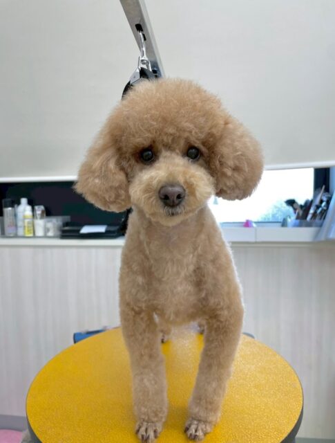 ポコちゃん🐶
本日も仲良しのププちゃん、モカちゃん、ぽん太達と走り回ったり、ワンプロを仕掛けあったりして楽しそうにして過ごしていました😆
お散歩もだんだん自分で歩ける距離も増えてきました‼️まだイヤイヤはありますがこのまま頑張りましょう✊
🐾🐶愛犬のお悩みご相談ください🐶🐾
@kenkohmura_official
↑フォロー待ってます↑
〒955-0091 新潟県三条市上須頃大割428−1
☎︎ 0256-35-2571
✉️ info@kenkohmura.jp
HP: https://kenkohmura.jp
LINE: https://lin.ee/7LIz5sb
#犬幸村#犬の幼稚園 #吠える、噛む #犬のしつけ #トイレ
トイプートイプー可愛いトイプー倶楽部トイプー可愛いすぎる