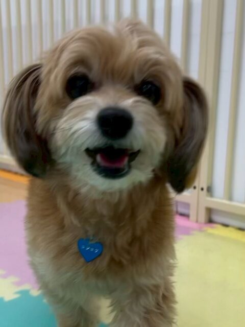 コジロウちゃん🐶
マーシャちゃんが気に入ったみたいで追いかけたりしていました😊
お散歩トレーニングでは吠えずに歩いていました✨️
🐾🐶愛犬のお悩みご相談ください🐶🐾
@kenkohmura_official
↑フォロー待ってます↑
〒955-0091 新潟県三条市上須頃大割428−1
☎︎ 0256-35-2571
✉️ info@kenkohmura.jp
HP: https://kenkohmura.jp
LINE: https://lin.ee/7LIz5sb
#犬幸村#犬の幼稚園 #吠える噛む #犬のしつけ #トイレ
ミックス犬 ミックス犬可愛い ミックス犬大好き