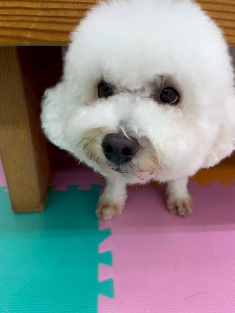 よもぎちゃん🐶
本日は朝からクッキーちゃんやモカちゃん達と匂いを嗅ぎ合って、挨拶をしあったりして過ごしていました👍
園内ではバロンちゃんやププちゃん、ニコペットのちびっ子達にちょっかいを出されたりしてキレていたりして可愛かったです🤣
🐾🐶愛犬のお悩みご相談ください🐶🐾
@kenkohmura_official
↑フォロー待ってます↑
〒955-0091 新潟県三条市上須頃大割428−1
☎︎ 0256-35-2571
✉️ info@kenkohmura.jp
HP: https://kenkohmura.jp
LINE: https://lin.ee/7LIz5sb
#犬幸村#犬の幼稚園 #吠える、噛む #犬のしつけ #トイレ
ミックスミックス犬ミックス犬可愛いミックス犬大好きミックス犬倶楽部