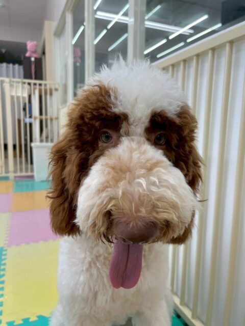 バロンちゃん🐶
本日もニコペットのちびっ子達やモカちゃん、ププちゃん達と走り回ったり、みんなでワンプロを仕掛けあったりして楽しんでいました😆
🐾🐶愛犬のお悩みご相談ください🐶🐾
@kenkohmura_official
↑フォロー待ってます↑
〒955-0091 新潟県三条市上須頃大割428−1
☎︎ 0256-35-2571
✉️ info@kenkohmura.jp
HP: https://kenkohmura.jp
LINE: https://lin.ee/7LIz5sb
#犬幸村#犬の幼稚園 #吠える、噛む #犬のしつけ #トイレ
スタンダードプードルスタンダードプードル可愛いスタンダードプードル可愛いすぎるスタンダードプードル倶楽部