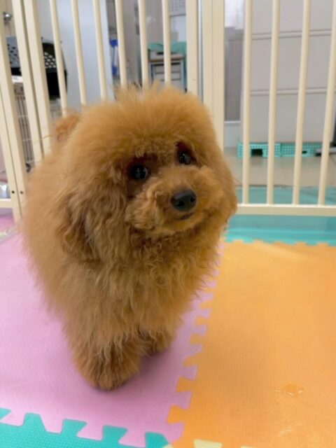 ププちゃん🐶
本日は朝から夕方までずーっとまるちゃんと遊んでもうヘトヘトでした😆スタッフが近づくと抱っこ〜とアピールしてきて可愛いすぎました😍
🐾🐶愛犬のお悩みご相談ください🐶🐾
@kenkohmura_official
↑フォロー待ってます↑
〒955-0091 新潟県三条市上須頃大割428−1
☎︎ 0256-35-2571
✉️ info@kenkohmura.jp
HP: https://kenkohmura.jp
LINE: https://lin.ee/7LIz5sb
#犬幸村#犬の幼稚園 #吠える、噛む #犬のしつけ #トイレ
トイプートイプー可愛いトイプー倶楽部トイプー可愛いすぎる