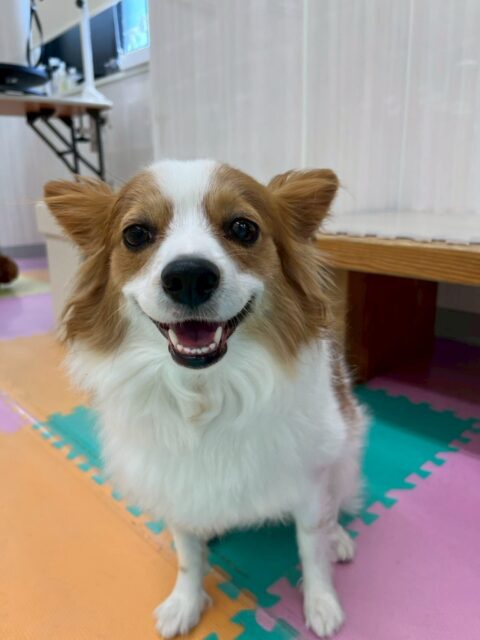 マロンちゃん🐶
本日は朝からやん丸やリラちゃん達と遊んだり、園内を走り回ったりして過ごしていました😆
午後になるとリラちゃんと一緒にまったりモードでゆっくりしていました😍

🐾🐶愛犬のお悩みご相談ください🐶🐾
@kenkohmura_official
 ↑フォロー待ってます↑

〒955-0091 新潟県三条市上須頃大割４２８−１
☎︎ 0256-35-2571
✉️ info@kenkohmura.jp
HP: https://kenkohmura.jp
LINE: https://lin.ee/7LIz5sb

#犬幸村#犬の幼稚園 #吠える、噛む #犬のしつけ #トイレ
パピヨンパピヨン可愛いパピヨン大好きパピヨン倶楽部