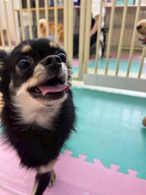 ひなたちゃん🐶
本日から歯磨きトレーニングを開始しました🦷
歯磨き自体かなり良い子にできていて歯の状態も見える場所はあまり汚れが見えなかったのでこのまま継続を意識てキープしていけるように頑張りましょう✊

園内では大好きなベンやププちゃん達と一緒に過ごしていてたまにポコちゃんにちょっかいを出されてブチギレたりしていました🤣

🐾🐶愛犬のお悩みご相談ください🐶🐾
@kenkohmura_official
 ↑フォロー待ってます↑

〒955-0091 新潟県三条市上須頃大割４２８−１
☎︎ 0256-35-2571
✉️ info@kenkohmura.jp
HP: https://kenkohmura.jp
LINE: https://lin.ee/7LIz5sb

#犬幸村#犬の幼稚園 #吠える、噛む #犬のしつけ #トイレ
チワワチワワ可愛いチワワ倶楽部チワワ可愛いすぎる