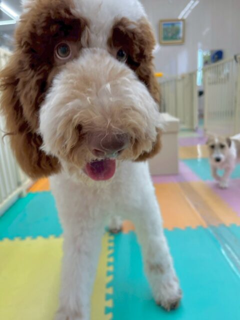 バロンちゃん🐶
本日も楽しそうにちびっ子達やスタッフと遊んだり、あまがみくんをしたりして楽しんでいました😆

午前中も午後もニコペットのちびっ子達と遊んですごく楽しそうに過ごしていました👍

🐾🐶愛犬のお悩みご相談ください🐶🐾
@kenkohmura_official
 ↑フォロー待ってます↑

〒955-0091 新潟県三条市上須頃大割４２８−１
☎︎ 0256-35-2571
✉️ info@kenkohmura.jp
HP: https://kenkohmura.jp
LINE: https://lin.ee/7LIz5sb

#犬幸村#犬の幼稚園 #吠える、噛む #犬のしつけ #トイレ
スタンダードプードルスタンダードプードル大好きスタンダードプードル可愛いスタンダードプードル倶楽部