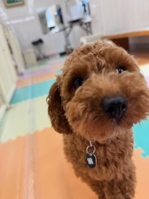 モカちゃん🐶
本日はバロンちゃんと追いかけっこをしたり、ププちゃんやもこちゃん達と一緒に走り回ったり、匂いを嗅ぎ合ったりして過ごしていました😆
🐾🐶愛犬のお悩みご相談ください🐶🐾
@kenkohmura_official
↑フォロー待ってます↑
〒955-0091 新潟県三条市上須頃大割428−1
☎︎ 0256-35-2571
✉️ info@kenkohmura.jp
HP: https://kenkohmura.jp
LINE: https://lin.ee/7LIz5sb
#犬幸村#犬の幼稚園 #吠える、噛む #犬のしつけ #トイレ
トイプートイプー可愛いトイプー倶楽部トイプー可愛いすぎる