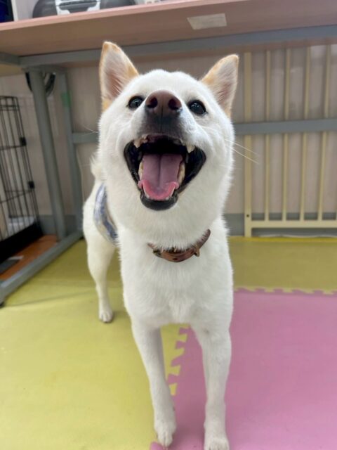 コハクちゃん🐶
本日はつむぎちゃん、夏紬ちゃん、バロンちゃん達と走り回ったり、みんなで激しいワンプロをしすぎてトリミング室で爆睡していました😆

お散歩やレーキングなども上手にやらせてくれて非常によかったです👏

🐾🐶愛犬のお悩みご相談ください🐶🐾
@kenkohmura_official
 ↑フォロー待ってます↑

〒955-0091 新潟県三条市上須頃大割４２８−１
☎︎ 0256-35-2571
✉️ info@kenkohmura.jp
HP: https://kenkohmura.jp
LINE: https://lin.ee/7LIz5sb

#犬幸村#犬の幼稚園 #吠える、噛む #犬のしつけ #トイレ
柴犬柴犬可愛い柴犬大好き柴犬倶楽部柴犬可愛いすぎる