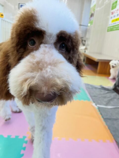 バロンちゃん🐶
ロンちゃんととても楽しそうに遊んでいました🎶
カットも本日からスタートで頑張っていました✨️
スッキリして可愛くなりました!
🐾🐶愛犬のお悩みご相談ください🐶🐾
@kenkohmura_official
↑フォロー待ってます↑
〒955-0091 新潟県三条市上須頃大割428−1
☎︎ 0256-35-2571
✉️ info@kenkohmura.jp
HP: https://kenkohmura.jp
LINE: https://lin.ee/7LIz5sb
#犬幸村#犬の幼稚園 #吠える噛む #犬のしつけ #トイレ
スタンダードプードル スタンダードプードル大好き スタンダードプードル可愛い