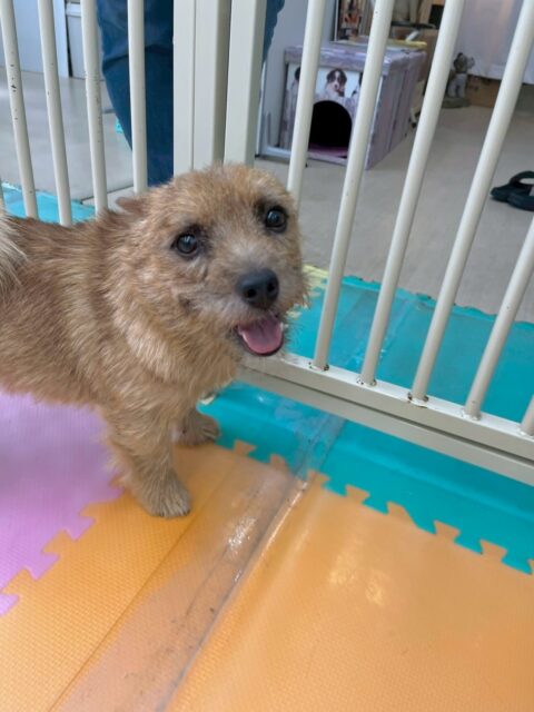 本日の鶴丸🐶
本日はつむぎちゃんや夏紬ちゃん達に遊びを誘ったり、みんなで激しくお話をしあったりして楽しんでいました😆
みんなに遊んでもらって楽しそうに過ごしていました🙇

🐾🐶愛犬のお悩みご相談ください🐶🐾
@kenkohmura_official
 ↑フォロー待ってます↑

〒955-0091 新潟県三条市上須頃大割４２８−１
☎︎ 0256-35-2571
✉️ info@kenkohmura.jp
HP: https://kenkohmura.jp
LINE: https://lin.ee/7LIz5sb

#犬幸村#犬の幼稚園 #吠える、噛む #犬のしつけ #トイレ
ノーリッチテリアノーリッチテリア可愛いノーリッチテリア倶楽部ノーリッチテリア可愛い