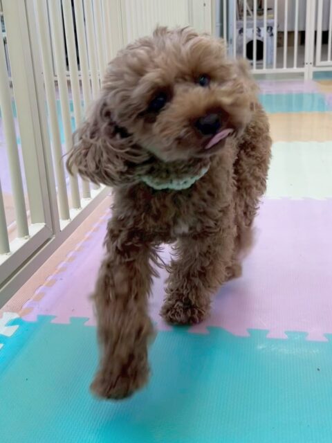 モカちゃん🐶
ロンちゃんやマーシャちゃんと挨拶したり、スタッフに甘えたりしていました😁
🐾🐶愛犬のお悩みご相談ください🐶🐾
@kenkohmura_official
↑フォロー待ってます↑
〒955-0091 新潟県三条市上須頃大割428−1
☎︎ 0256-35-2571
✉️ info@kenkohmura.jp
HP: https://kenkohmura.jp
LINE: https://lin.ee/7LIz5sb
#犬幸村#犬の幼稚園 #吠える噛む #犬のしつけ #トイレ
トイプードル トイプードル大好き トイプードル可愛い