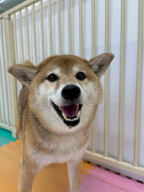 檸檬ちゃん🐶
本日はニコペットのちびっ子達の匂いを嗅いだり、やん丸やベン達と挨拶をしあったりしてコミュニケーションをとっていました👍
🐾🐶愛犬のお悩みご相談ください🐶🐾
@kenkohmura_official
↑フォロー待ってます↑
〒955-0091 新潟県三条市上須頃大割428−1
☎︎ 0256-35-2571
✉️ info@kenkohmura.jp
HP: https://kenkohmura.jp
LINE: https://lin.ee/7LIz5sb
#犬幸村#犬の幼稚園 #吠える、噛む #犬のしつけ #トイレ
柴犬柴犬可愛い柴犬大好き柴犬倶楽部柴犬可愛いすぎる