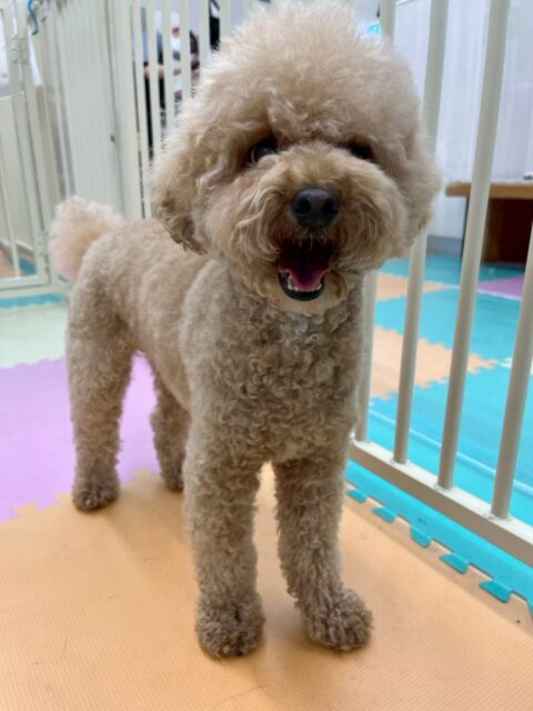 マーシャちゃん🐶
本日はスタッフの後ろをついて回ったり、モカちゃんやププちゃん、ポコちゃん達の匂いをかいだり、一緒にいたりして過ごしていました😆

🐾🐶愛犬のお悩みご相談ください🐶🐾
@kenkohmura_official
 ↑フォロー待ってます↑

〒955-0091 新潟県三条市上須頃大割４２８−１
☎︎ 0256-35-2571
✉️ info@kenkohmura.jp
HP: https://kenkohmura.jp
LINE: https://lin.ee/7LIz5sb

#犬幸村#犬の幼稚園 #吠える、噛む #犬のしつけ #トイレ
トイプートイプー可愛いトイプー倶楽部トイプー可愛いすぎるトイプー大好き