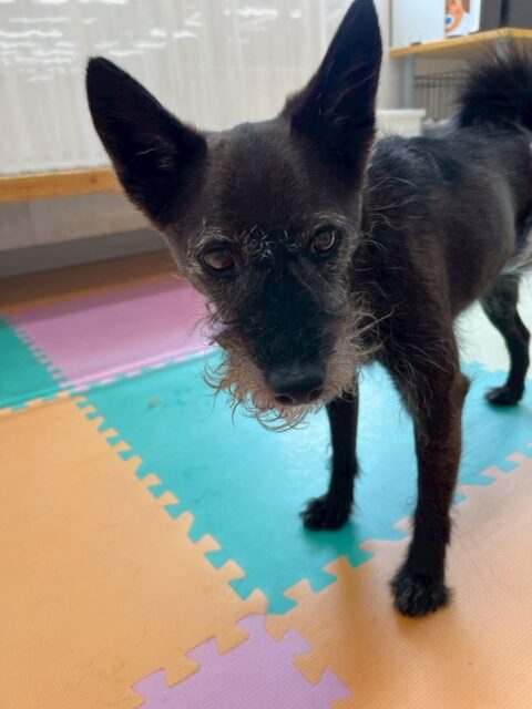 小乃輔ちゃん🐶
朝から夕方までずーっとまるちゃんに遊びを誘われていました🤣だんだんまるちゃんのことが気になってきたようで匂いを嗅いだり、追いかけっこをしたりして楽しんでいました👍
🐾🐶愛犬のお悩みご相談ください🐶🐾
@kenkohmura_official
↑フォロー待ってます↑
〒955-0091 新潟県三条市上須頃大割428−1
☎︎ 0256-35-2571
✉️ info@kenkohmura.jp
HP: https://kenkohmura.jp
LINE: https://lin.ee/7LIz5sb
#犬幸村#犬の幼稚園 #吠える、噛む #犬のしつけ #トイレ
ミックスミックス犬ミックス犬可愛いミックス犬大好きミックス犬倶楽部