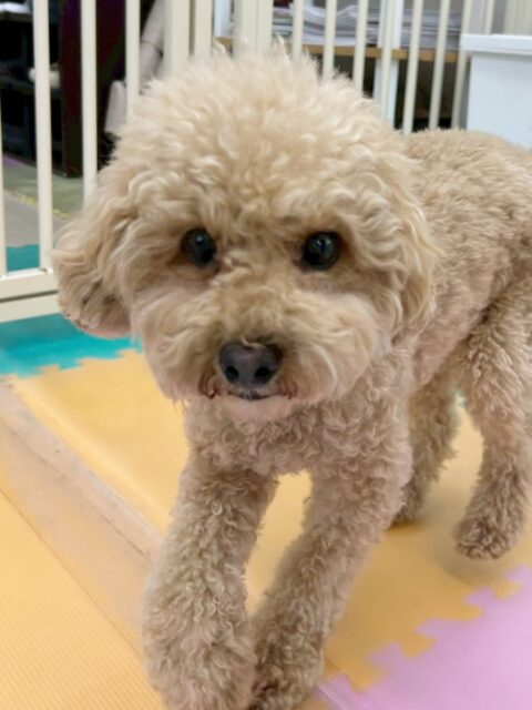 マーシャちゃん🐶
ロンちゃんに遊びに誘われていたり、午後からは椅子の上に乗ってまったり過ごしていました✨️
歯磨きトレーニング開始して1年9ヶ月経過しました🦷🪥✨
これからも綺麗な歯をキープしていきましょう!!
🐾🐶愛犬のお悩みご相談ください🐶🐾
@kenkohmura_official
↑フォロー待ってます↑
〒955-0091 新潟県三条市上須頃大割428−1
☎︎ 0256-35-2571
✉️ info@kenkohmura.jp
HP: https://kenkohmura.jp
LINE: https://lin.ee/7LIz5sb
#犬幸村#犬の幼稚園 #吠える噛む #犬のしつけ #トイレ
トイプードル トイプードル大好き トイプードル可愛い