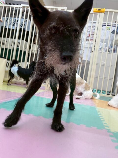 小乃輔ちゃん🐶
本日は久しぶりにむぎちゃんに会えて嬉しかったのか自分から遊びを誘ってみたり、嬉しくて走り回ったりして楽しそうにして過ごしていました😆

🐾🐶愛犬のお悩みご相談ください🐶🐾
@kenkohmura_official
 ↑フォロー待ってます↑

〒955-0091 新潟県三条市上須頃大割４２８−１
☎︎ 0256-35-2571
✉️ info@kenkohmura.jp
HP: https://kenkohmura.jp
LINE: https://lin.ee/7LIz5sb

#犬幸村#犬の幼稚園 #吠える、噛む #犬のしつけ #トイレ
ミックスミックス犬ミックス犬可愛いミックス犬大好きミックス犬倶楽部