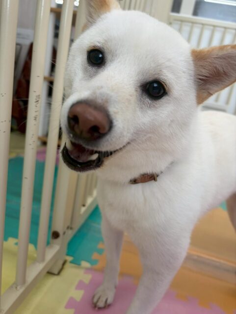 コハクちゃん🐶
本日歯磨きトレーニングを開始して1年1ヶ月が経ちました
歯の状態はかなりキレイにキープされていますが少し色がついている部分もあるので重点的に頑張っていきましょう✊
歯は関係ないですが毎回歯の写真を撮るとすごい表情をしていて可愛いです🤣
園内ではチャリーちゃんとすけちゃん、こまちゃん達と激しいおしゃべりをしたり、まるちゃんと走り回ったりして非常に楽しそうに過ごしていました👍
🐾🐶愛犬のお悩みご相談ください🐶🐾
@kenkohmura_official
↑フォロー待ってます↑
〒955-0091 新潟県三条市上須頃大割428−1
☎︎ 0256-35-2571
✉️ info@kenkohmura.jp
HP: https://kenkohmura.jp
LINE: https://lin.ee/7LIz5sb
#犬幸村#犬の幼稚園 #吠える、噛む #犬のしつけ #トイレ
柴犬柴犬可愛い柴犬大好き柴犬倶楽部柴犬可愛いすぎる