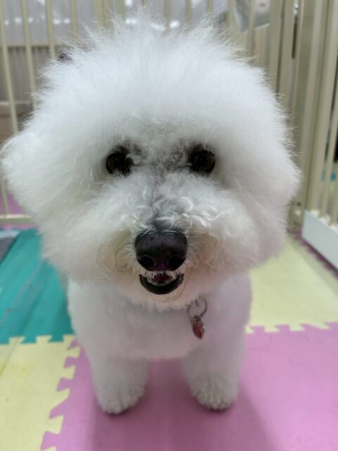 むぎちゃん🐶
久しぶりの来園で、すけちゃんや大吉ちゃん達が大喜びでした😆
みんなと久しぶりに会えてみんなと走り回ったり、みんなで匂いを嗅ぎ合ったりしてコミュニケーションをとっていました👍

🐾🐶愛犬のお悩みご相談ください🐶🐾
@kenkohmura_official
 ↑フォロー待ってます↑

〒955-0091 新潟県三条市上須頃大割４２８−１
☎︎ 0256-35-2571
✉️ info@kenkohmura.jp
HP: https://kenkohmura.jp
LINE: https://lin.ee/7LIz5sb

#犬幸村#犬の幼稚園 #吠える、噛む #犬のしつけ #トイレ
ビションフリーゼビション可愛いビション大好きビション倶楽部ビション可愛いすぎる