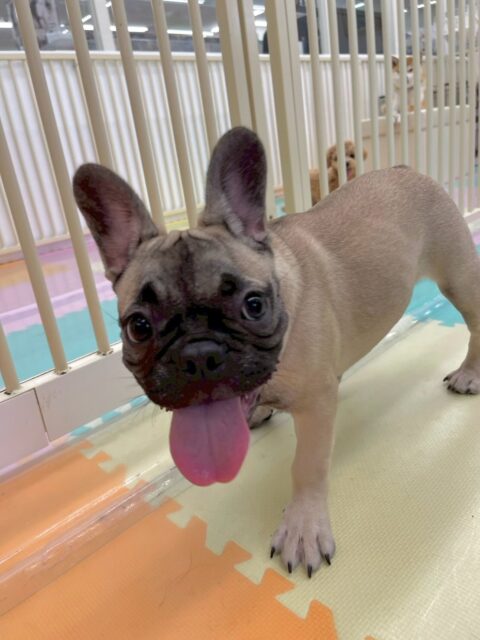 まるちゃん🐶
本日も底知れぬ体力で全員を遊びに誘って、遊び回って、ワンプロを仕掛けあったりしてハードスケジュールで過ごしていました🤣
ずっと来てくださっている先輩犬達が、ヘトヘトになるまでずーっと遊び回っていました👍
🐾🐶愛犬のお悩みご相談ください🐶🐾
@kenkohmura_official
↑フォロー待ってます↑
〒955-0091 新潟県三条市上須頃大割428−1
☎︎ 0256-35-2571
✉️ info@kenkohmura.jp
HP: https://kenkohmura.jp
LINE: https://lin.ee/7LIz5sb
#犬幸村#犬の幼稚園 #吠える、噛む #犬のしつけ #トイレ
フレブルフレブル可愛いフレブル倶楽部フレブル可愛いすぎる