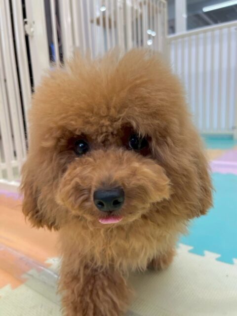 ププちゃん🐶
本日は朝から来園してるみんなのところに行きハイテンションで挨拶をしてくれていました😆
毎朝挨拶をしてくれているのでみんなとのコミュニケーションもバッチリですね👌
🐾🐶愛犬のお悩みご相談ください🐶🐾
@kenkohmura_official
↑フォロー待ってます↑
〒955-0091 新潟県三条市上須頃大割428−1
☎︎ 0256-35-2571
✉️ info@kenkohmura.jp
HP: https://kenkohmura.jp
LINE: https://lin.ee/7LIz5sb
#犬幸村#犬の幼稚園 #吠える、噛む #犬のしつけ #トイレ
トイプートイプー可愛いトイプー倶楽部トイプー大好きトイプー可愛いすぎる