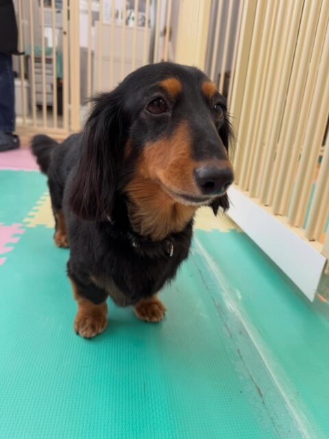 クッキーちゃん🐶
本日はいろんな子達の匂いを嗅いだり、スタッフに呼ばれてルンルンで歩いてくるのを邪魔されてなんだよ‼️と怒っていたりしました🤣
🐾🐶愛犬のお悩みご相談ください🐶🐾
@kenkohmura_official
↑フォロー待ってます↑
〒955-0091 新潟県三条市上須頃大割428−1
☎︎ 0256-35-2571
✉️ info@kenkohmura.jp
HP: https://kenkohmura.jp
LINE: https://lin.ee/7LIz5sb
#犬幸村#犬の幼稚園 #吠える、噛む #犬のしつけ #トイレ
ダックスダックス可愛いダックス倶楽部ダックス可愛いすぎる