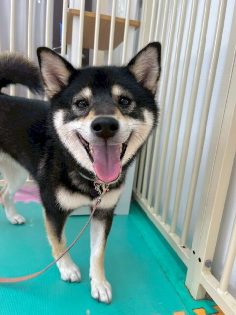 つむぎちゃん🐶
本日は朝からコハクちゃんや夏紬ちゃん、鶴丸達と走り回ったり、みんなで激しくお話をしあったりして過ごしていました😆

🐾🐶愛犬のお悩みご相談ください🐶🐾
@kenkohmura_official
 ↑フォロー待ってます↑

〒955-0091 新潟県三条市上須頃大割４２８−１
☎︎ 0256-35-2571
✉️ info@kenkohmura.jp
HP: https://kenkohmura.jp
LINE: https://lin.ee/7LIz5sb

#犬幸村#犬の幼稚園 #吠える、噛む #犬のしつけ #トイレ
柴犬柴犬可愛い柴犬大好き柴犬倶楽部柴犬可愛いすぎる