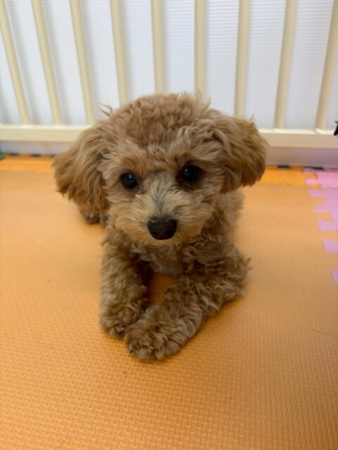 本日幼稚園体験に来てくれました🐶
最初は他の子達が匂いを嗅ぎに来たり、挨拶をしにくると逃げていましたが、だんだんと慣れてきたのか自分から匂いを嗅ぎにいけたりして短い時間でしたが成長が見れました‼️次はお友達ができるように頑張っていきましょう✊
🐾🐶愛犬のお悩みご相談ください🐶🐾
@kenkohmura_official
↑フォロー待ってます↑
〒955-0091 新潟県三条市上須頃大割428−1
☎︎ 0256-35-2571
✉️ info@kenkohmura.jp
HP: https://kenkohmura.jp
LINE: https://lin.ee/7LIz5sb
#犬幸村#犬の幼稚園 #吠える、噛む #犬のしつけ #トイレ
ミックスミックス犬ミックス犬可愛いミックス犬大好きミックス犬倶楽部