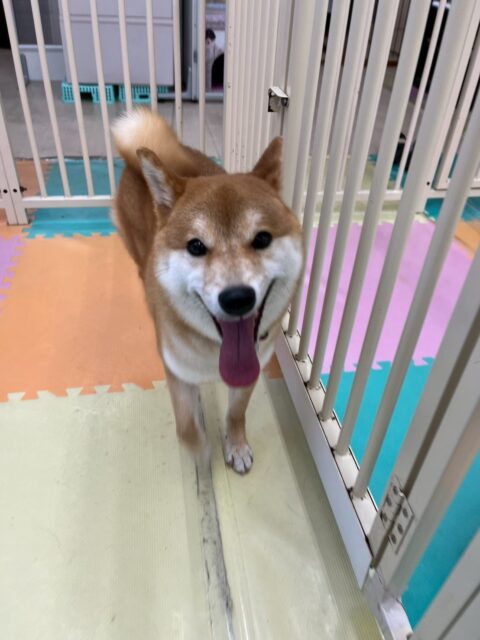 つくしちゃん🐶
昨日歯磨きトレーニングを開始して1年8ヶ月が経ちました
歯の状態も変わりなく綺麗にキープできているのでこのまま継続を意識て頑張りましょう✊

園内ではまめちゃんや、すけちゃん、大吉ちゃん達と激しいお話し合いや走り回ったりしてかなり楽しそうに遊び回っていました👍

🐾🐶愛犬のお悩みご相談ください🐶🐾
@kenkohmura_official
 ↑フォロー待ってます↑

〒955-0091 新潟県三条市上須頃大割４２８−１
☎︎ 0256-35-2571
✉️ info@kenkohmura.jp
HP: https://kenkohmura.jp
LINE: https://lin.ee/7LIz5sb

#犬幸村#犬の幼稚園 #吠える、噛む #犬のしつけ #トイレ
柴犬柴犬可愛い柴犬大好き柴犬倶楽部柴犬可愛いすぎる