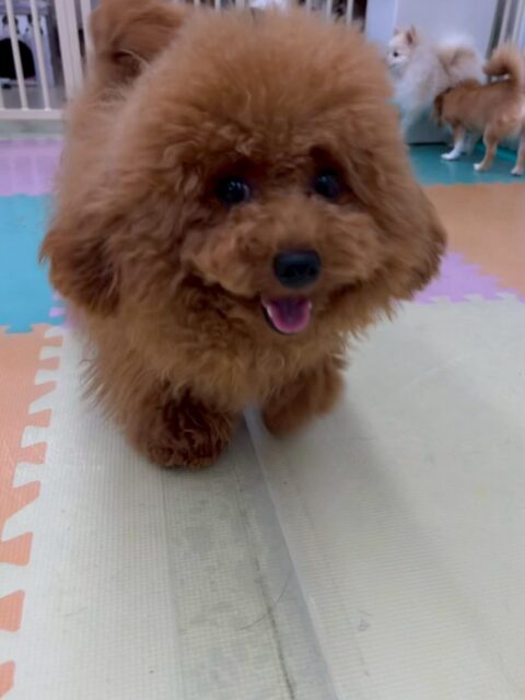 ププちゃん🐶
本日もニコペットのちびっ子達やバロンちゃん達と走り回ったり、みんなでワンプロを仕掛けあったりして楽しんでいました😆

🐾🐶愛犬のお悩みご相談ください🐶🐾
@kenkohmura_official
 ↑フォロー待ってます↑

〒955-0091 新潟県三条市上須頃大割４２８−１
☎︎ 0256-35-2571
✉️ info@kenkohmura.jp
HP: https://kenkohmura.jp
LINE: https://lin.ee/7LIz5sb

#犬幸村#犬の幼稚園 #吠える、噛む #犬のしつけ #トイレ
トイプートイプー可愛いトイプー大好きトイプー倶楽部
