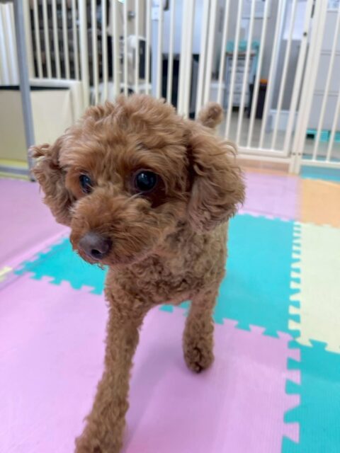 もこちゃん🐶
本日は夕方からスタッフの膝の上に来てくれて撫でて〜と可愛い可愛いアピールをしてきてくれました😍
園内では、モカちゃんやププちゃん達のチームトイプーで匂いを嗅ぎ合ったり、ワンプロを仕掛けあったりして、コミュニケーションをとっていました😆
🐾🐶愛犬のお悩みご相談ください🐶🐾
@kenkohmura_official
↑フォロー待ってます↑
〒955-0091 新潟県三条市上須頃大割428−1
☎︎ 0256-35-2571
✉️ info@kenkohmura.jp
HP: https://kenkohmura.jp
LINE: https://lin.ee/7LIz5sb
#犬幸村#犬の幼稚園 #吠える、噛む #犬のしつけ #トイレ
トイプートイプー可愛いトイプー倶楽部トイプー可愛いすぎるトイプー大好き