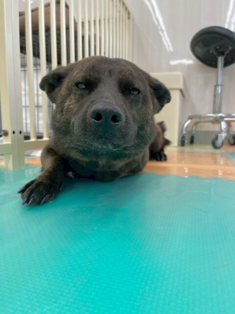 夏紬ちゃん🐶
本日歯磨きトレーニングを開始して1年9ヶ月が経ちました
歯の状態は見える場所は綺麗にキープされていますが、少し奥歯の方が汚れてきているので意識して奥歯まで磨いてあげましょう✊

園内ではコハクちゃんやつむぎちゃん、鶴丸達と走り回ったり、激しいお話し合いを仕掛けあったりして激しい1日を過ごしていました👍

🐾🐶愛犬のお悩みご相談ください🐶🐾
@kenkohmura_official
 ↑フォロー待ってます↑

〒955-0091 新潟県三条市上須頃大割４２８−１
☎︎ 0256-35-2571
✉️ info@kenkohmura.jp
HP: https://kenkohmura.jp
LINE: https://lin.ee/7LIz5sb

#犬幸村#犬の幼稚園 #吠える、噛む #犬のしつけ #トイレ
甲斐犬甲斐犬可愛い甲斐犬大好き甲斐犬倶楽部甲斐犬可愛い