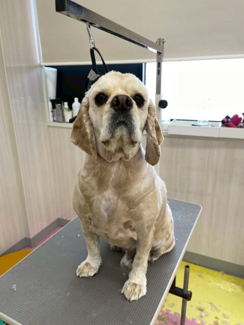 パニちゃん🐶
カットしてスッキリしました✂️
大好きなベンと挨拶したり、遊びに誘っていました✨️
🐾🐶愛犬のお悩みご相談ください🐶🐾
@kenkohmura_official
 ↑フォロー待ってます↑

〒955-0091 新潟県三条市上須頃大割４２８−１
☎︎ 0256-35-2571
✉️ info@kenkohmura.jp
HP: https://kenkohmura.jp
LINE: https://lin.ee/7LIz5sb

#犬幸村#犬の幼稚園 #吠える噛む #犬のしつけ #トイレ
 アメリカンコッカースパニエル アメリカンコッカースパニエル大好き アメリカンコッカースパニエル可愛い