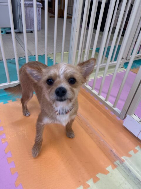 幼稚園体験に来てくれました🐶
最初は緊張していましたが、なれてくるとスタッフにあまえたりしていました🙌
🐾🐶愛犬のお悩みご相談ください🐶🐾
@kenkohmura_official
 ↑フォロー待ってます↑

〒955-0091 新潟県三条市上須頃大割４２８−１
☎︎ 0256-35-2571
✉️ info@kenkohmura.jp
HP: https://kenkohmura.jp
LINE: https://lin.ee/7LIz5sb

#犬幸村#犬の幼稚園 #吠える噛む #犬のしつけ #トイレ
 ミックス犬 ミックス犬可愛い ミックス犬大好き