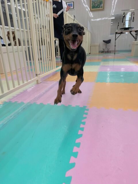 ちょこたんちゃん🐶
本日は大好きな幸ちゃんや、ぽん太達と走り回ったり、みんなでワンプロを激しくしたりして過ごしていました🤭

🐾🐶愛犬のお悩みご相談ください🐶🐾
@kenkohmura_official
 ↑フォロー待ってます↑

〒955-0091 新潟県三条市上須頃大割４２８−１
☎︎ 0256-35-2571
✉️ info@kenkohmura.jp
HP: https://kenkohmura.jp
LINE: https://lin.ee/7LIz5sb

#犬幸村#犬の幼稚園 #吠える、噛む #犬のしつけ #トイレ
ミニピンミニピン可愛いミニピン大好きミニピン倶楽部ミニピン可愛いすぎる