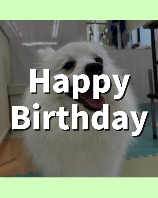 幸ちゃん🐶
お誕生日おめでとうございます🎂👏🏻
仲良しのちょこたんちゃんと楽しそうに遊んだりスタッフにあまえたりしていました🎶
🐾🐶愛犬のお悩みご相談ください🐶🐾
@kenkohmura_official
 ↑フォロー待ってます↑

〒955-0091 新潟県三条市上須頃大割４２８−１
☎︎ 0256-35-2571
✉️ info@kenkohmura.jp
HP: https://kenkohmura.jp
LINE: https://lin.ee/7LIz5sb

#犬幸村#犬の幼稚園 #吠える噛む #犬のしつけ #トイレ
 スピッツ スピッツ可愛い スピッツ大好き