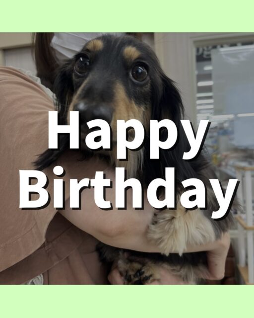 カルムちゃん🐶
2歳のお誕生日おめでとうございます🎂꙳︎︎ ⟡
🐾🐶愛犬のお悩みご相談ください🐶🐾
@kenkohmura_official
 ↑フォロー待ってます↑

〒955-0091 新潟県三条市上須頃大割４２８−１
☎︎ 0256-35-2571
✉️ info@kenkohmura.jp
HP: https://kenkohmura.jp
LINE: https://lin.ee/7LIz5sb

#犬幸村#犬の幼稚園 #吠える噛む #犬のしつけ #トイレ
 カニヘンダックス カニヘンダックス可愛い カニヘンダックス大好き