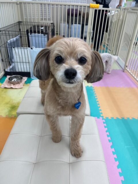 コジロウちゃん🐶
ニコペットにいるチワワちゃんが気に入ったみたいで追いかけたりしていました😊
お散歩トレーニングでは吠えることなく上手に歩いていました✨️
🐾🐶愛犬のお悩みご相談ください🐶🐾
@kenkohmura_official
 ↑フォロー待ってます↑

〒955-0091 新潟県三条市上須頃大割４２８−１
☎︎ 0256-35-2571
✉️ info@kenkohmura.jp
HP: https://kenkohmura.jp
LINE: https://lin.ee/7LIz5sb

#犬幸村#犬の幼稚園 #吠える噛む #犬のしつけ #トイレ
 ミックス犬 ミックス犬可愛い ミックス犬大好き