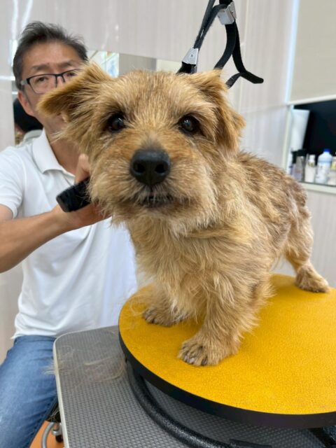 ゴローちゃん🐶
今日もお利口さんにプラッキングさせてくれました👏

🐾🐶愛犬のお悩みご相談ください🐶🐾
@kenkohmura_official
 ↑フォロー待ってます↑

〒955-0091 新潟県三条市上須頃大割４２８−１
☎︎ 0256-35-2571
✉️ info@kenkohmura.jp
HP: https://kenkohmura.jp
LINE: https://lin.ee/7LIz5sb

#犬幸村#犬の幼稚園 #吠える、噛む #犬のしつけ #トイレ
ノーフォークテリア　ノーフォークテリアだいすき　ノーフォークテリアのいる暮らし