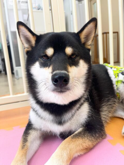 北斗ちゃん🐶
柵越しでベンと挨拶したり、寅丸ちゃんと一緒にヒップアタックをしていました☺️
服の練習今日は飼い主さんと一緒に行いました！
上手にできていました👏
🐾🐶愛犬のお悩みご相談ください🐶🐾
@kenkohmura_official
 ↑フォロー待ってます↑

〒955-0091 新潟県三条市上須頃大割４２８−１
☎︎ 0256-35-2571
✉️ info@kenkohmura.jp
HP: https://kenkohmura.jp
LINE: https://lin.ee/7LIz5sb

#犬幸村#犬の幼稚園 #吠える噛む #犬のしつけ #トイレ
 黒柴 黒柴可愛い 黒柴大好き
