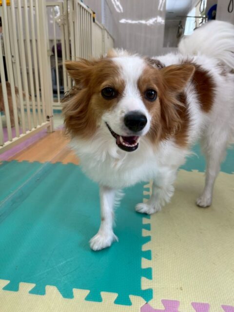 マロンちゃん🐶
リラちゃんと匂いを嗅いだり、みんなで挨拶をしあったりして過ごしていました👍
マロンちゃん、リラちゃんのお互いの動画には必ずお互い写っているのでまるで姉妹のようでした🤭

🐾🐶愛犬のお悩みご相談ください🐶🐾
@kenkohmura_official
 ↑フォロー待ってます↑

〒955-0091 新潟県三条市上須頃大割４２８−１
☎︎ 0256-35-2571
✉️ info@kenkohmura.jp
HP: https://kenkohmura.jp
LINE: https://lin.ee/7LIz5sb

#犬幸村#犬の幼稚園 #吠える、噛む #犬のしつけ #トイレ
パピヨンパピヨン可愛いパピヨン大好きパピヨン倶楽部