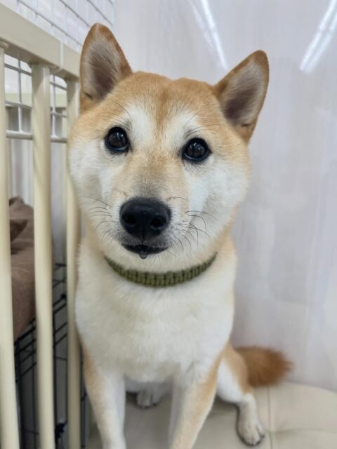 寅丸ちゃん🐶
北斗ちゃんと一緒にヒップアタックをスタッフにしていました😊
お散歩トレーニングでは上手に歩いていました👏
🐾🐶愛犬のお悩みご相談ください🐶🐾
@kenkohmura_official
 ↑フォロー待ってます↑

〒955-0091 新潟県三条市上須頃大割４２８−１
☎︎ 0256-35-2571
✉️ info@kenkohmura.jp
HP: https://kenkohmura.jp
LINE: https://lin.ee/7LIz5sb

#犬幸村#犬の幼稚園 #吠える噛む #犬のしつけ #トイレ
 豆柴 豆柴可愛い 豆柴大好き