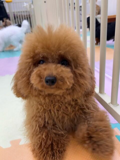 ププちゃん🐶
ニコペットにいる子達と楽しそうに遊んでいました✨️
お散歩トレーニングではルンルンで楽しそうに歩いていました🎶
🐾🐶愛犬のお悩みご相談ください🐶🐾
@kenkohmura_official
 ↑フォロー待ってます↑

〒955-0091 新潟県三条市上須頃大割４２８−１
☎︎ 0256-35-2571
✉️ info@kenkohmura.jp
HP: https://kenkohmura.jp
LINE: https://lin.ee/7LIz5sb

#犬幸村#犬の幼稚園 #吠える噛む #犬のしつけ #トイレ
 トイプードル トイプードル大好き トイプードル可愛い