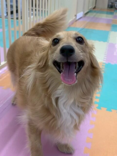 ココアちゃん🐶
仲良しのベンに遊ぼ〜とアピールしたりニコペットにいる子達と走り回ったりしていました😆
🐾🐶愛犬のお悩みご相談ください🐶🐾
@kenkohmura_official
 ↑フォロー待ってます↑

〒955-0091 新潟県三条市上須頃大割４２８−１
☎︎ 0256-35-2571
✉️ info@kenkohmura.jp
HP: https://kenkohmura.jp
LINE: https://lin.ee/7LIz5sb

#犬幸村#犬の幼稚園 #吠える噛む #犬のしつけ #トイレ
 ミックス犬 ミックス犬可愛い ミックス犬大好き