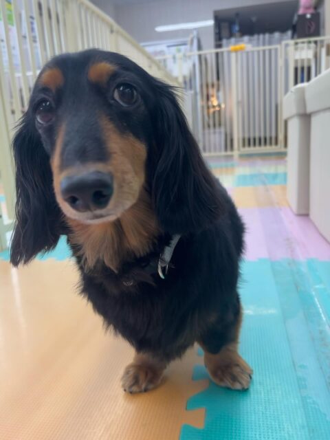 クッキーちゃん🐶
コジロウちゃんと挨拶したり、午後からはのんびり過ごしていました😁
🐾🐶愛犬のお悩みご相談ください🐶🐾
@kenkohmura_official
 ↑フォロー待ってます↑

〒955-0091 新潟県三条市上須頃大割４２８−１
☎︎ 0256-35-2571
✉️ info@kenkohmura.jp
HP: https://kenkohmura.jp
LINE: https://lin.ee/7LIz5sb

#犬幸村#犬の幼稚園 #吠える噛む #犬のしつけ #トイレ
 ミニチュアダックスフンド ミニチュアダックスフンド可愛い ミニチュアダックスフンド大好き