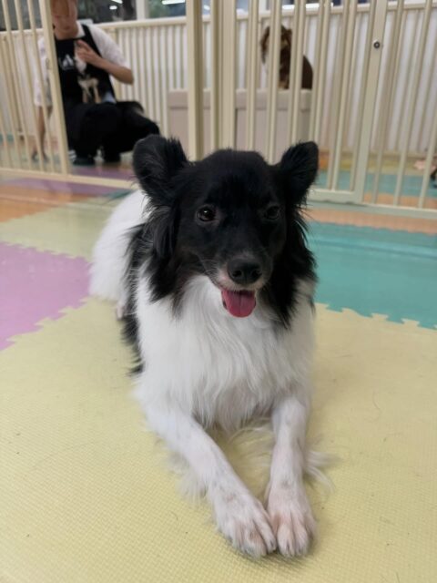 リラちゃん🐶
本日は朝から大好きなマロンちゃんやスタッフとの手遊びをしたりして過ごしていました🤭
午前中に遊びすぎて夕方にはまったりモードで過ごしていました😴

🐾🐶愛犬のお悩みご相談ください🐶🐾
@kenkohmura_official
 ↑フォロー待ってます↑

〒955-0091 新潟県三条市上須頃大割４２８−１
☎︎ 0256-35-2571
✉️ info@kenkohmura.jp
HP: https://kenkohmura.jp
LINE: https://lin.ee/7LIz5sb

#犬幸村#犬の幼稚園 #吠える、噛む #犬のしつけ #トイレ
ミックスミックス犬ミックス犬可愛いミックス犬大好きミックス犬倶楽部