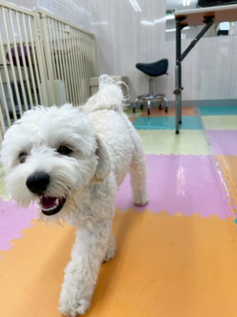 ふうちゃん🐶
今日はきりまるちゃんやちょこたんちゃんと遊んでとても楽しそうでした😆
苦手なお手入れでは頑張って爪切りをさせてくれました👏

🐾🐶愛犬のお悩みご相談ください🐶🐾
@kenkohmura_official
 ↑フォロー待ってます↑

〒955-0091 新潟県三条市上須頃大割４２８−１
☎︎ 0256-35-2571
✉️ info@kenkohmura.jp
HP: https://kenkohmura.jp
LINE: https://lin.ee/7LIz5sb

#犬幸村#犬の幼稚園 #吠える、噛む #犬のしつけ #トイレ
ミックス犬　mix犬　ミックス犬だいすき