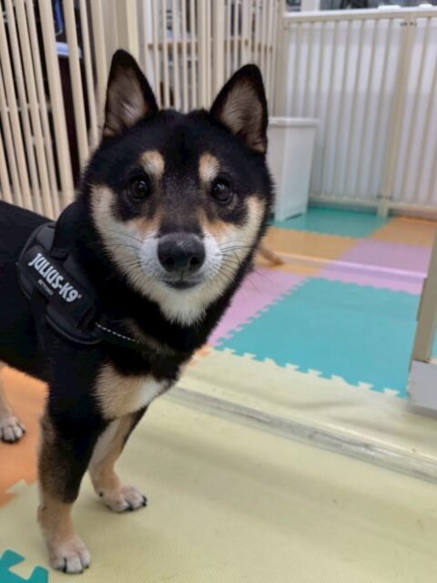幼稚園体験にきてくれました🐶
最初は他の子達の様子を見ていましたがあっという間に場所に慣れて、楽しそうに走っていました😆
きりまるちゃんやふうちゃんに遊びに誘われたり、沢山話しかけられていました✨

🐾🐶愛犬のお悩みご相談ください🐶🐾
@kenkohmura_official
 ↑フォロー待ってます↑

〒955-0091 新潟県三条市上須頃大割４２８−１
☎︎ 0256-35-2571
✉️ info@kenkohmura.jp
HP: https://kenkohmura.jp
LINE: https://lin.ee/7LIz5sb

#犬幸村#犬の幼稚園 #吠える、噛む #犬のしつけ #トイレ
豆柴　まめしば　豆柴だいすき