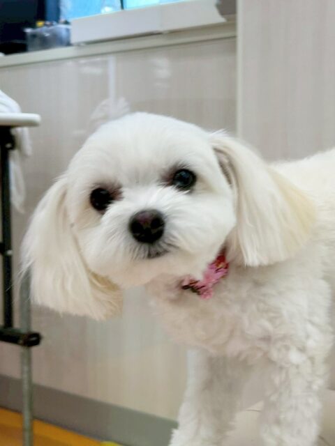 むくちゃん🐶
今日はビビちゃんと匂いを嗅ぎ合ったり、よもぎちゃんに遊ぼうよ！と声をかけたりしていました😊
また、園内を探検しているとププちゃんやマルちゃんからアピールをされていてモテモテでした✨

🐾🐶愛犬のお悩みご相談ください🐶🐾
@kenkohmura_official
 ↑フォロー待ってます↑

〒955-0091 新潟県三条市上須頃大割４２８−１
☎︎ 0256-35-2571
✉️ info@kenkohmura.jp
HP: https://kenkohmura.jp
LINE: https://lin.ee/7LIz5sb

#犬幸村#犬の幼稚園 #吠える、噛む #犬のしつけ #トイレ
ミックス犬　mix犬　ミックス犬だいすき